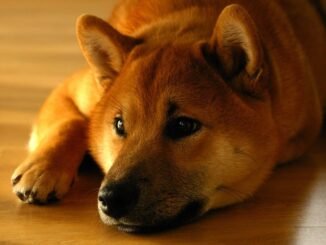 Shiba Inu