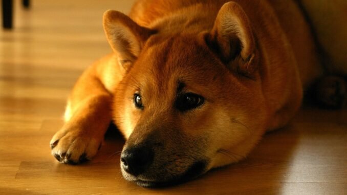 Bitcoin Analyst Says Shiba Inu Price Is Not Hitting $1, Shiba Inu