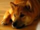Shiba Inu