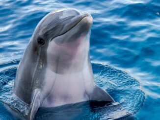 Photo of a dolphin as Google develops an AI model based on insights from Gemma called DolphinGemma to decipher how dolphins communicate and one day facilitate interspecies communication.