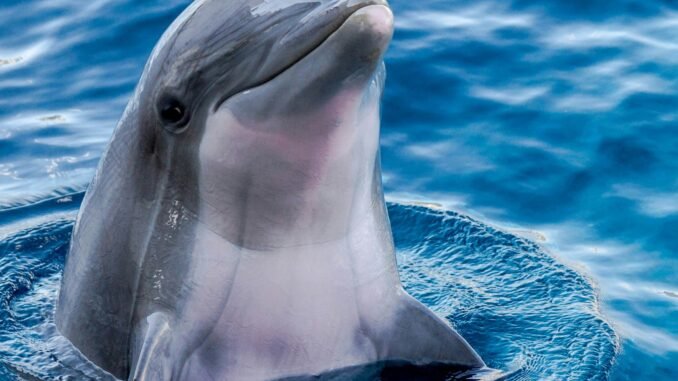 Photo of a dolphin as Google develops an AI model based on insights from Gemma called DolphinGemma to decipher how dolphins communicate and one day facilitate interspecies communication.