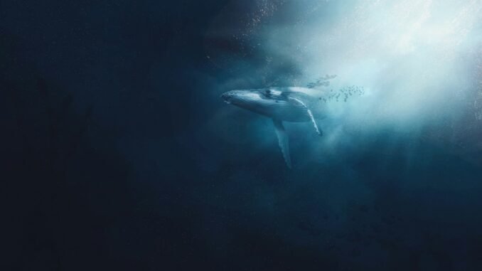 Bitcoin Whale Holdings Jump 41,300 BTC As Institutional Demand Heats bitcoin