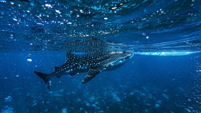 Crypto Whale Send Message With Massive 44M XRP Transfer crypto