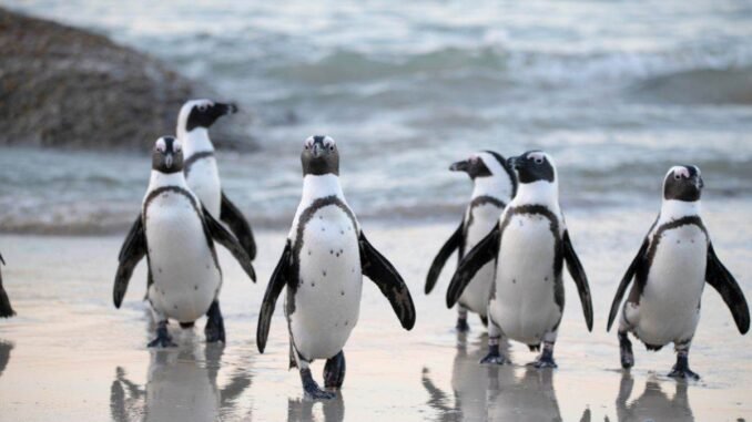 My Neighbor Alice Partners With Pudgy Penguins to Launch New Game Zone ‘Pudgy Land'