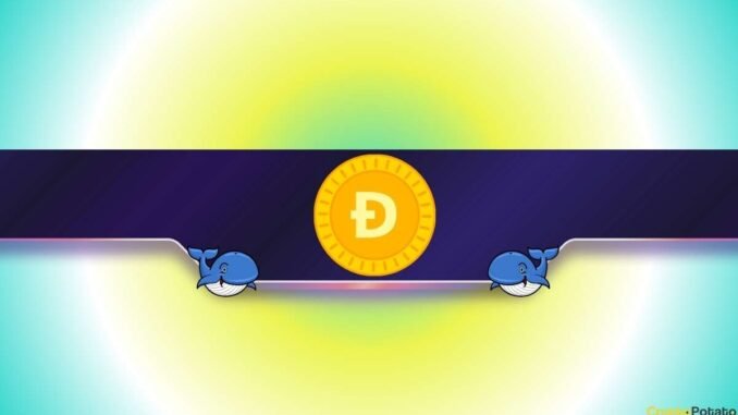 What Are Dogecoin Whales Preparing for? What Are Dogecoin Whales Preparing for?