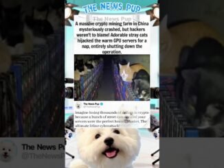 Why Stray Cats Destroyed A Massive Crypto Mine 🐈 #celebritynews #story