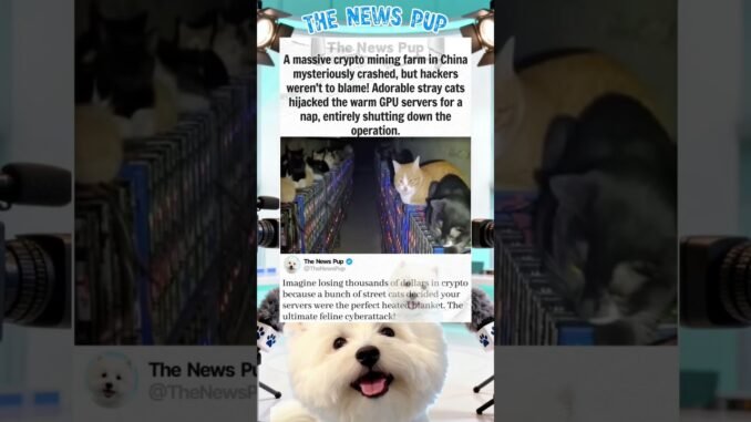 Why Stray Cats Destroyed A Massive Crypto Mine 🐈 #celebritynews #story